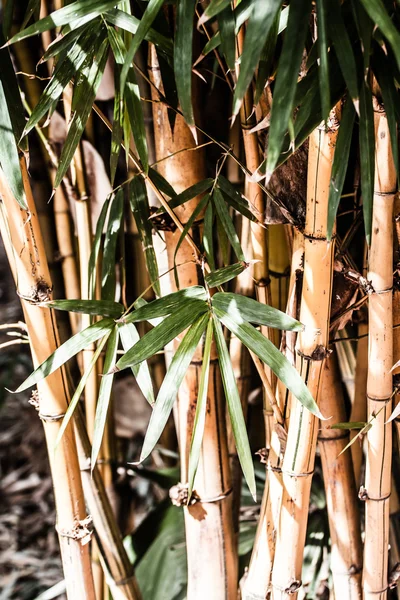 Bambuswald mit Morgensonne — Stockfoto