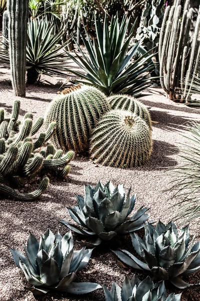 Ogród majorelle w Marrakesz, Maroko, Afryka — Zdjęcie stockowe