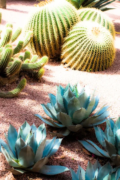 Jardim Majorelle em Marrakesh, Marrocos, África — Fotografia de Stock