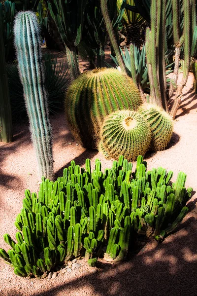Trädgården majorelle i Marrakech, Marocko, Afrika — Stockfoto