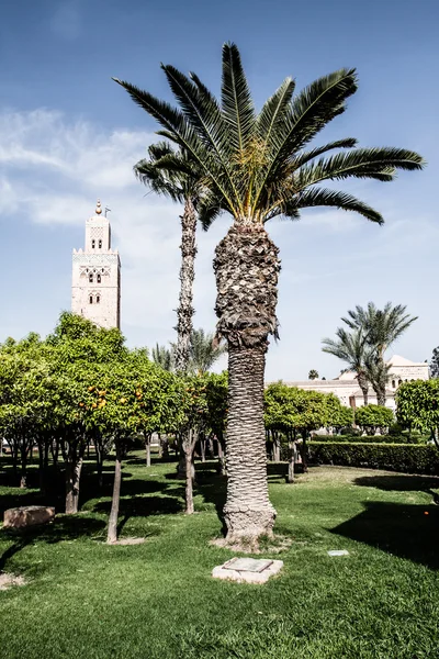 Марокко. Марракеш. мечеть koutoubia — стокове фото