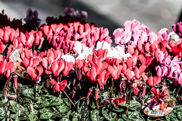 Disposizione negozio di fiori fuori da un negozio a Parigi — Foto Stock