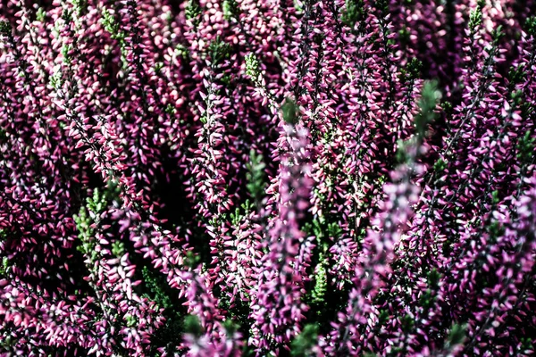 Bloeiende heide bloemen op de groene weide — Stockfoto