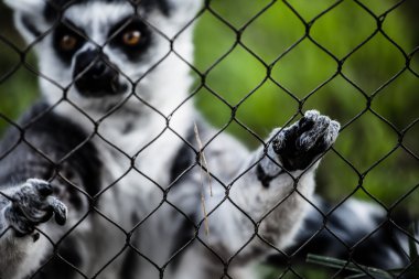 çimlerde oturan iki ring-tailed Maki