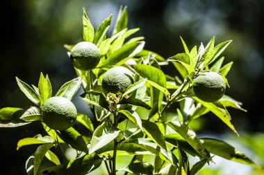 limon yeşil ağaç üzerinde