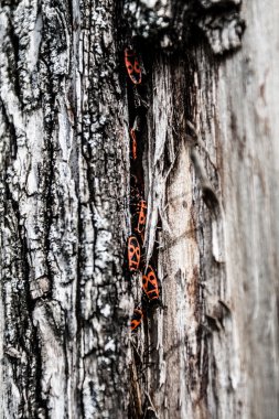 wood bark as perfect background