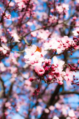 Baharda Japon kiraz çiçeği
