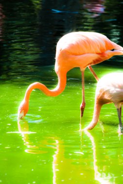 Yeşil Arkaplanda Pembe Flamingolar