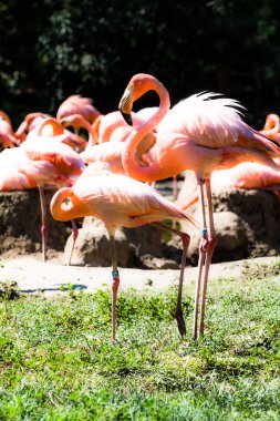 Yeşil Arkaplanda Pembe Flamingolar