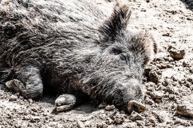 yaban domuzu doğal arka planda