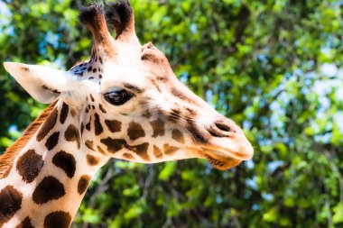 Zürafa (zürafa zürafa) yerel Hayvanat Bahçesi