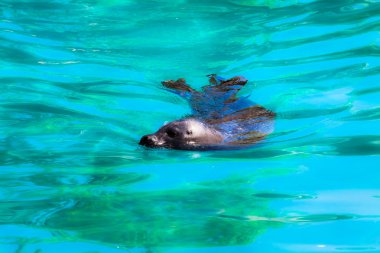 Bıyık ve ıslak kürk detayları ile su çıkan bir liman seal Close-Up.