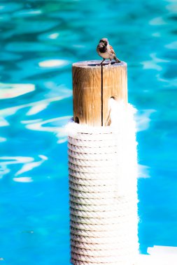Small sparrow seatting close to pool clipart