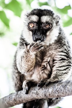 Hollandalı monkeypark içinde Ring-Tailed Maki