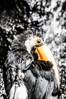 Toucan açık - ramphastos toco