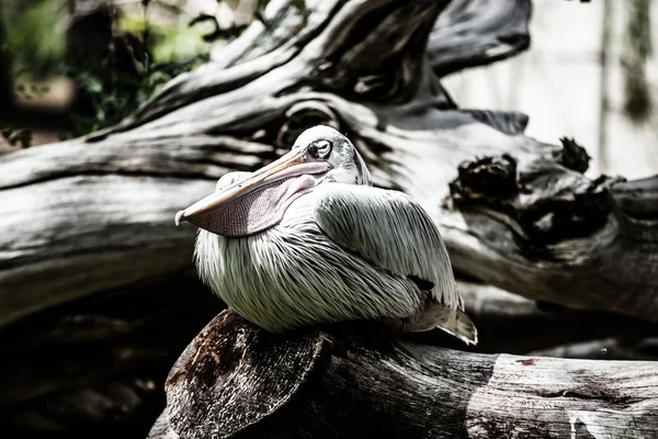 Pelicano branco (Pelecanus onocrotalus) em pé sobre a grama — Fotografia de Stock