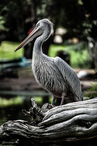 Pellicano bianco (Pelecanus onocrotalus) in piedi sull'erba — Foto Stock