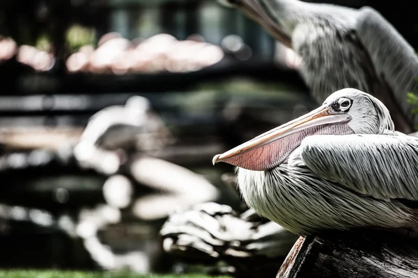 Pelikan (pelecanus onocrotalus) steht auf Gras — Stockfoto