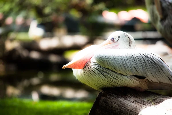 Белый пеликан (Pelecanus onocrotalus) стоит на траве — стоковое фото
