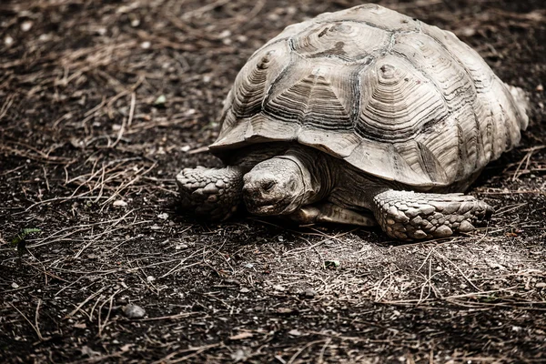 Portret galapagos schildpadden die eet een gras — Stockfoto