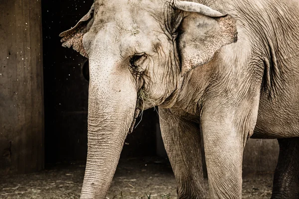 动物园里的老象（Hdr 图片 ) — 图库照片
