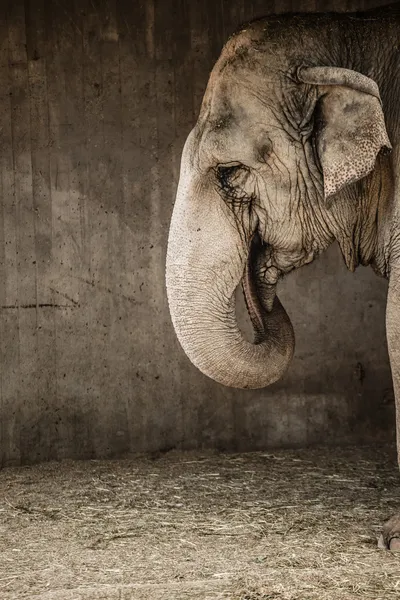 Gamla elephanty i Zoo (HDR bild ) — Stockfoto