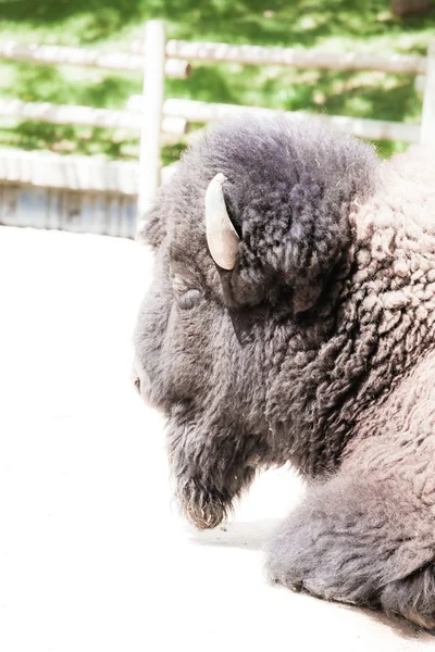 European bison seating in zoo — Stock Photo, Image