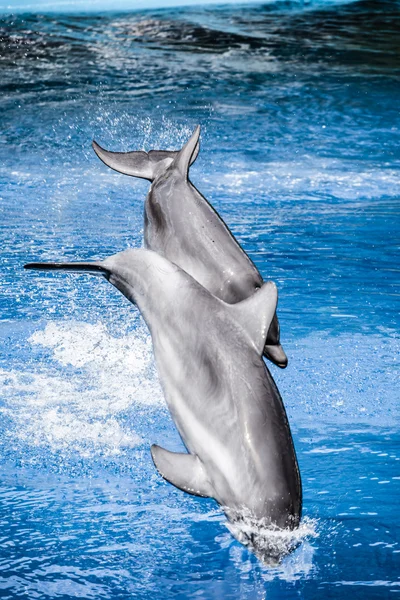 Delfine schwimmen im Pool — Stockfoto