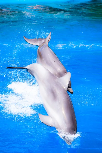 Los delfines nadan en la piscina — Foto de Stock