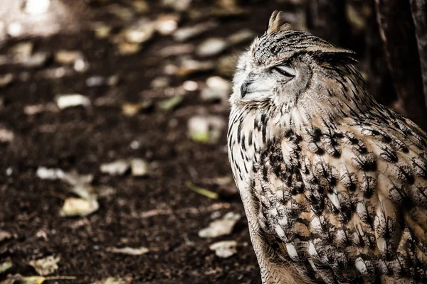 Portrait of European eagle owl — Stock Photo, Image