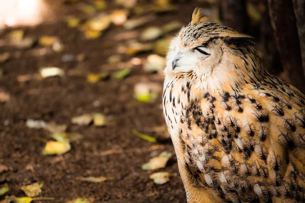 Portrait of European eagle owl — Stock Photo, Image