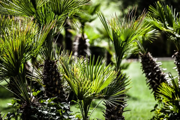 Green palm leaves in jungle — Stock Photo, Image