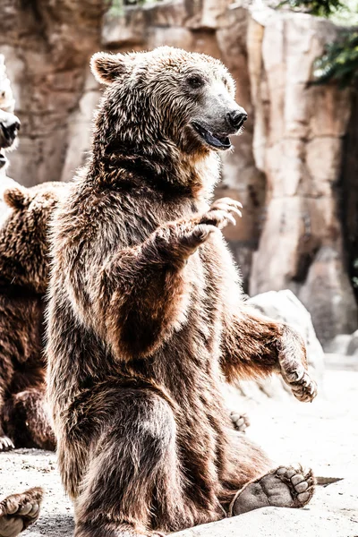 Bruine beer in een grappige pose — Stockfoto