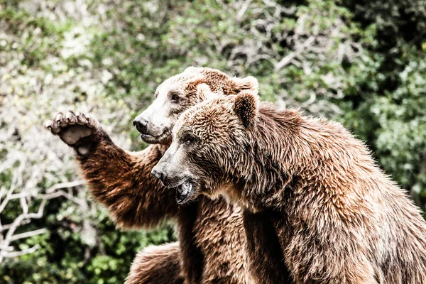 Bruine beer in een grappige pose — Stockfoto