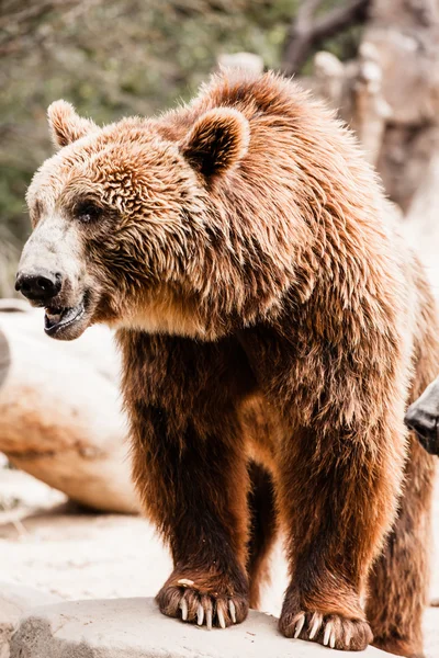 Orso bruno in una posa divertente — Foto Stock