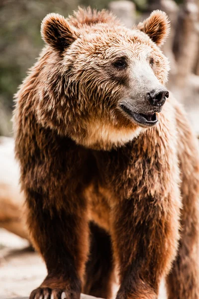 Urso marrom em uma pose engraçada — Fotografia de Stock