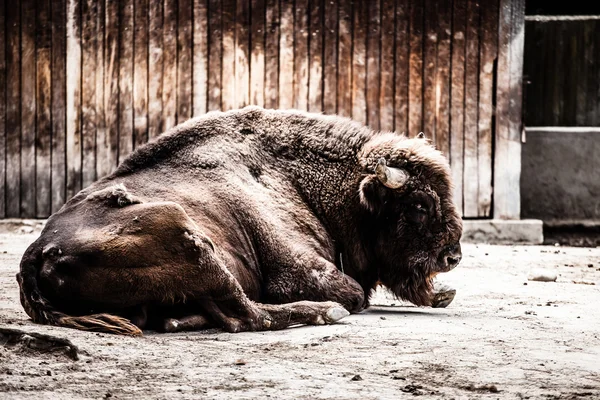 Żubr siedzenia w zoo — Zdjęcie stockowe