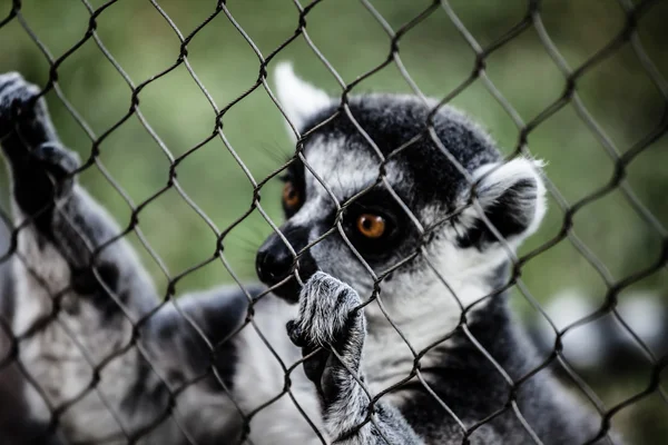 Due lemure dalla coda ad anello sedute sull'erba — Foto Stock