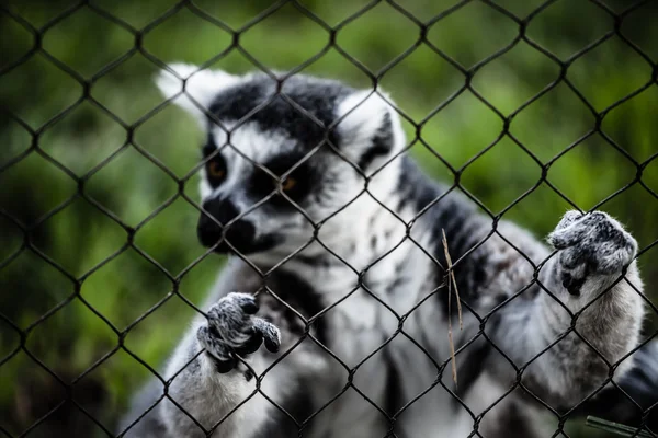Two ring-tailed lemur sitting on grass — Stock Photo, Image