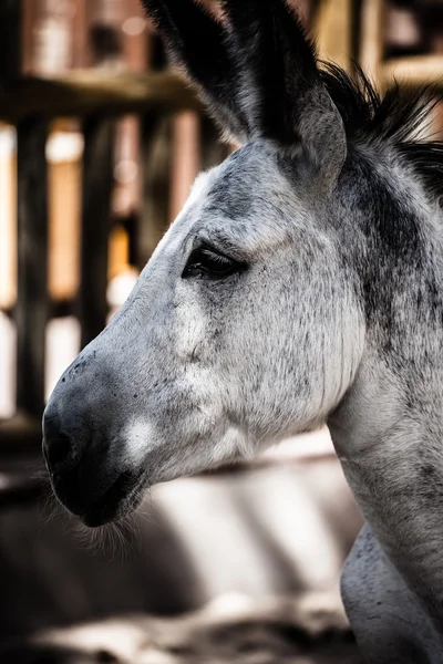 Head of a donkey in zoo — Stock Photo, Image