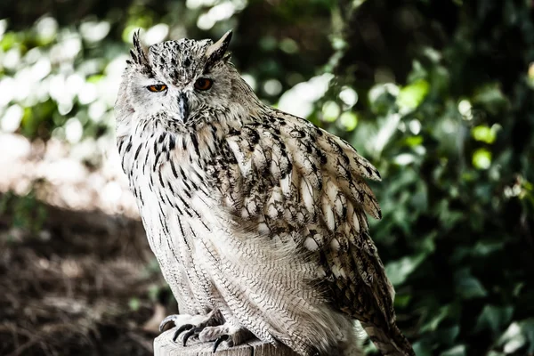 Portrait of European eagle owl — Stock Photo, Image