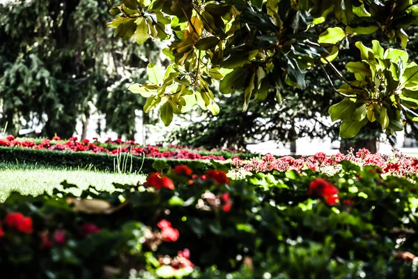 Bonito parque en la ciudad con árboles — Foto de Stock