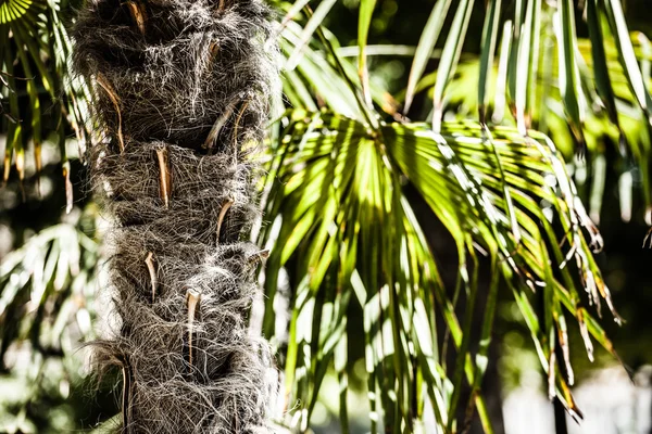 Zelené palmy listy v džungli — Stock fotografie