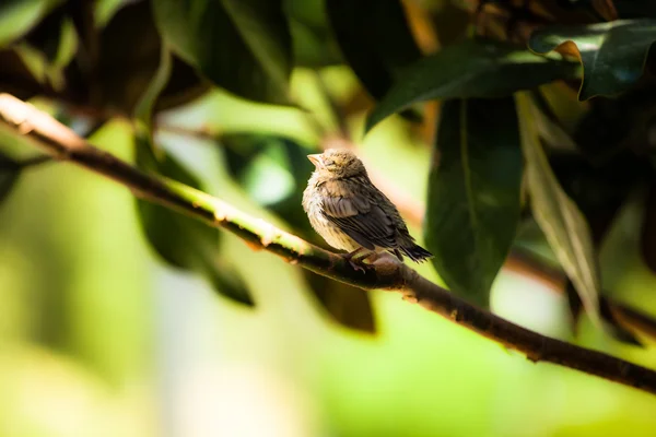 Mały młody ptak siedzący na drzewie — Zdjęcie stockowe