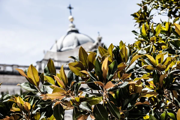 Magnolie strom v botanické zahradě ve Španělsku — Stock fotografie