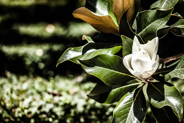 Albero Magnolia nel giardino botanico in Spagna — Foto Stock