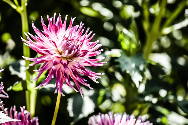 Dahlia flor diseño perfecto fondo — Foto de Stock