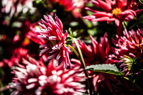Dahlia flor design fundo perfeito — Fotografia de Stock