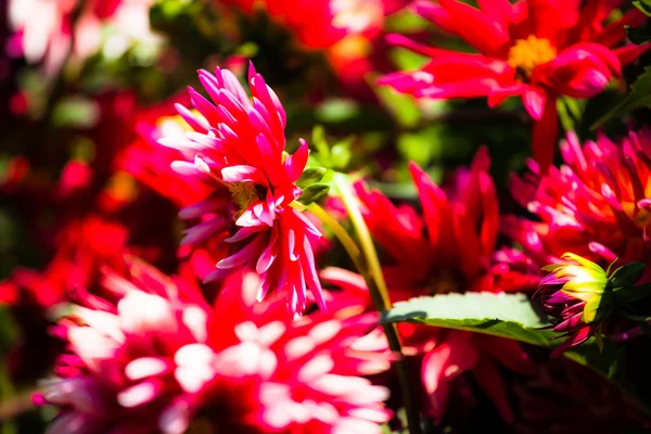 Dahlia disegno floreale sfondo perfetto — Foto Stock