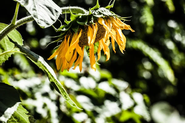 Detail slunečnice proti zelené oblohy — Stock fotografie